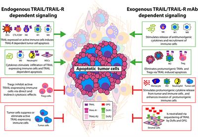 Multiple Interactions Between Cancer Cells and the Tumor Microenvironment Modulate TRAIL Signaling: Implications for TRAIL Receptor Targeted Therapy